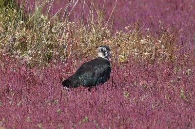 Vanellus vanellus