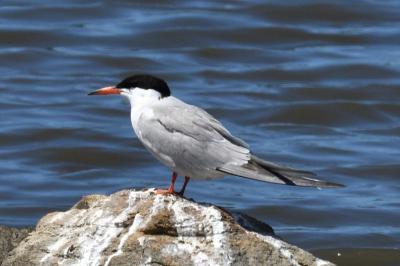 Sterna hirundo