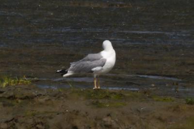 Larus michahellis