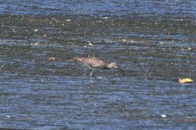 Numenius phaeopus