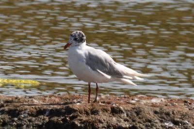 Ichthyaetus melanocephalus