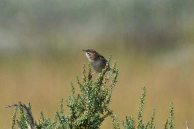 oiseaux1785958585