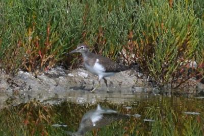 oiseaux1785958646