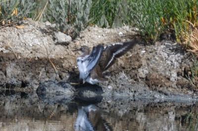 oiseaux1785958725