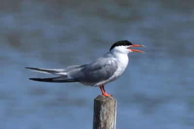oiseaux1785958741