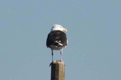 Larus marinus