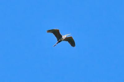 Ardea purpurea