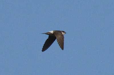 Delichon urbicum