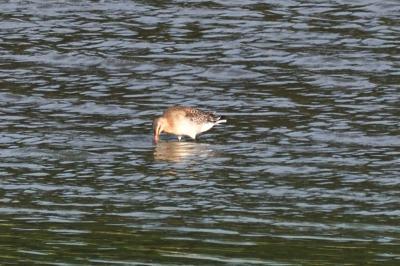 Limosa limosa
