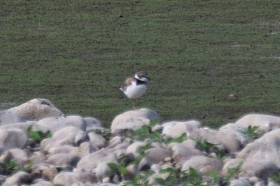 Charadrius dubius