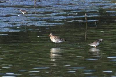 Limosa limosa