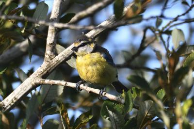 Cyanistes caeruleus