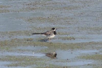 Motacilla alba