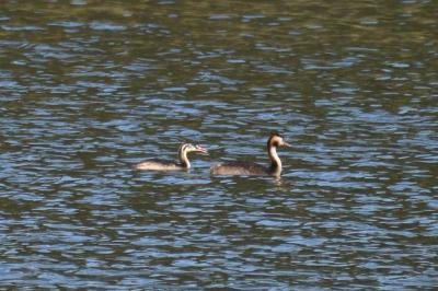 Podiceps cristatus