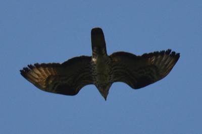 Pernis apivorus