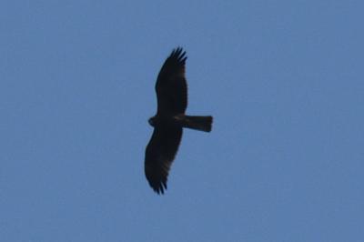 Hieraaetus pennatus