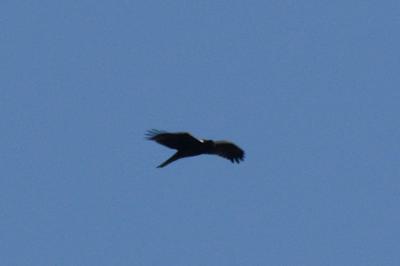 Hieraaetus pennatus