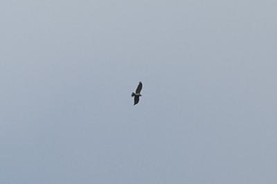 oiseaux1786726585