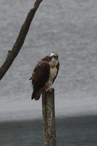 oiseaux1786911770