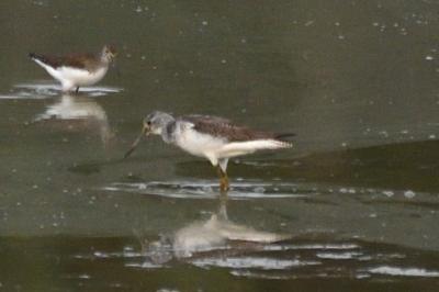 oiseaux1788207304