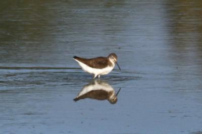 oiseaux1788207604