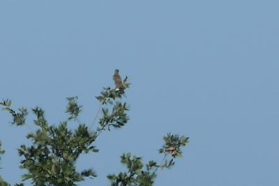 oiseaux1788449333