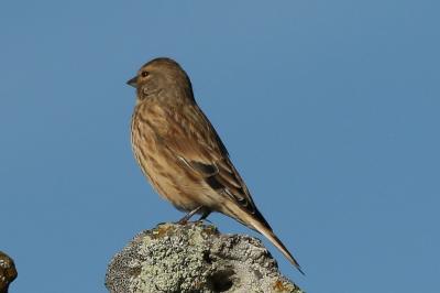 oiseaux1790014994