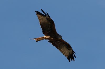 oiseaux1790015569