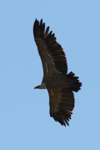oiseaux1790015639
