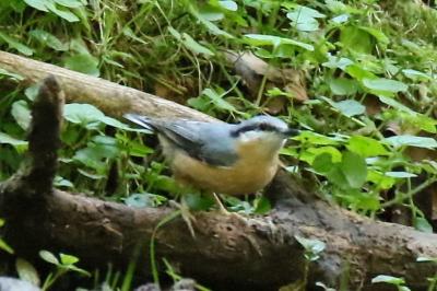 oiseaux1790359268