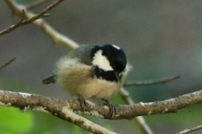 oiseaux1790359307