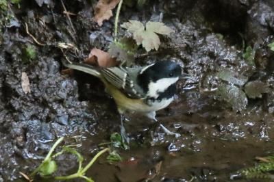 oiseaux1790359320
