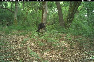 Corvus corone