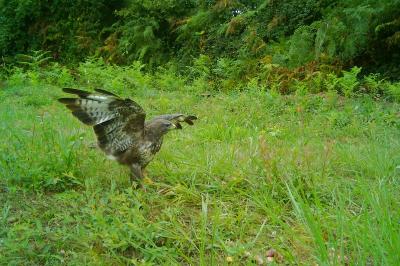 Buteo buteo