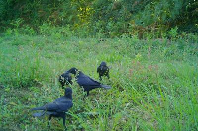 Corvus corone