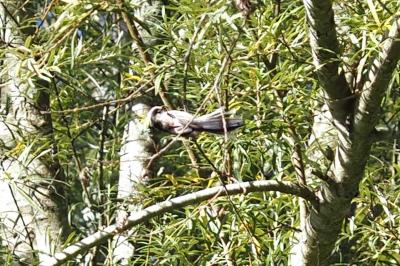 Aegithalos caudatus