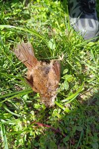 Troglodytes troglodytes