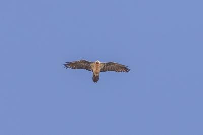Gypaetus barbatus