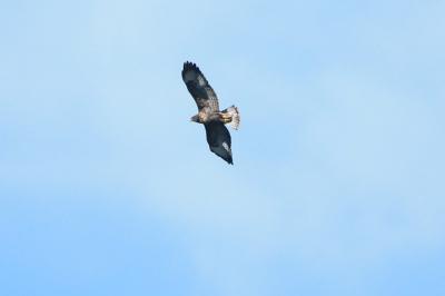 Buteo buteo