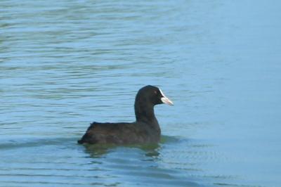Fulica atra