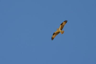 Pandion haliaetus