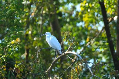 Egretta garzetta
