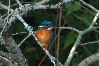 Alcedo atthis