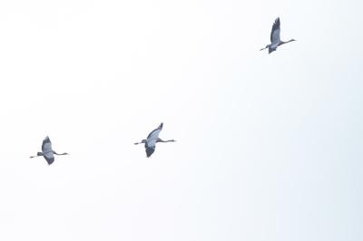Grus grus