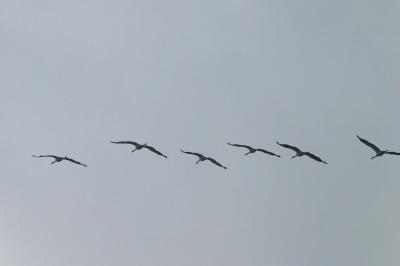 Grus grus