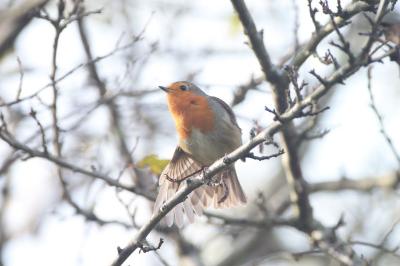 Erithacus rubecula