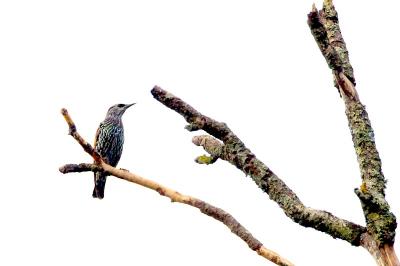Sturnus vulgaris