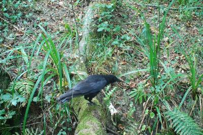 Corvus corone
