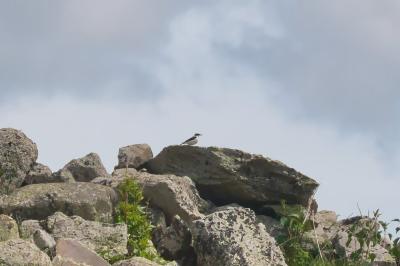 oiseaux1792874920
