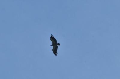 Gyps fulvus